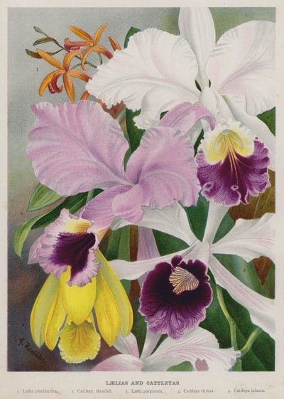 Laelias和Cattleyas 作者 格特鲁德·汉密尔顿
