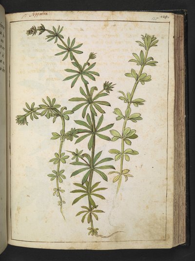 一种长着绿叶的植物，选自杰拉尔多-西博的 "罗马国家植物画"，Add MS 22333，f125r，约 1564-84 年（纸面水彩和水粉画）。 作者 赫拉尔多·西博