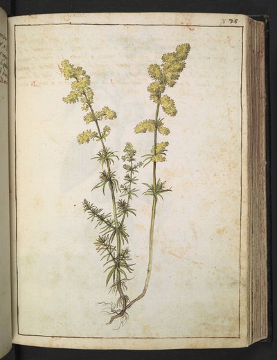 一种长着黄色叶子的植物，选自杰拉尔多-西博的 "罗马国家植物画"，Add MS 22333，f076r，约 1564-84 年（纸面水彩和水粉画）。 作者 赫拉尔多·西博