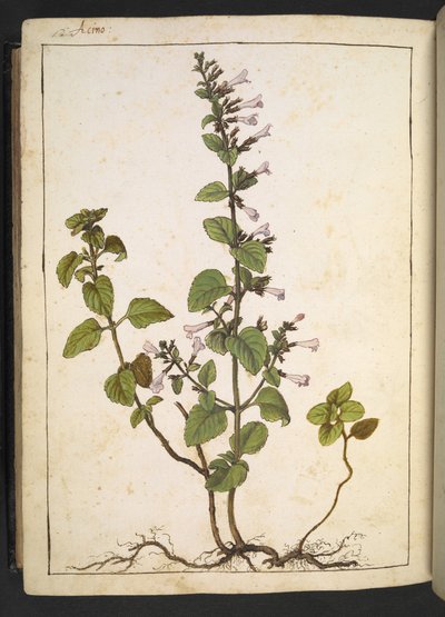 Aquinos，Clinopodium：多年生木本植物，开管状花，选自 Gherardo Cibo 的 "罗马国家植物图画"，Add MS 22333，f175v，约 1564-84 年（纸面水彩和水粉画）。 作者 赫拉尔多·西博