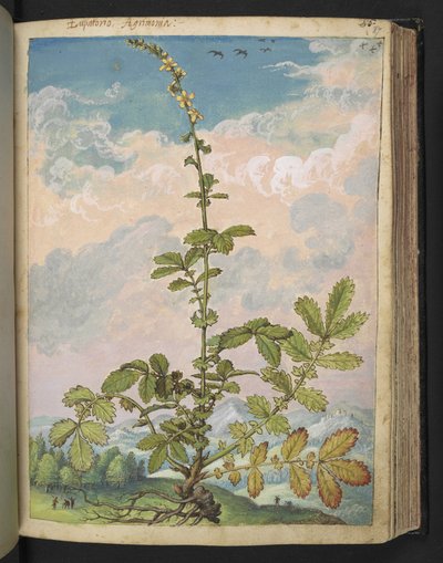 Agrimonia eupatoria，选自 Gherardo Cibo 的 "罗马各州的植物画"，Add MS 22333，f087r，约 1564-84 年（纸面水彩和水粉画）。 作者 赫拉尔多·西博