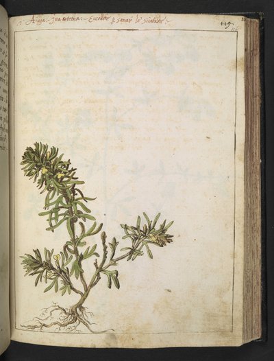 Ajuga chamaepitys：一种绿叶黄花的植物，选自 Gherardo Cibo 的 "罗马国家植物画"，Add MS 22333，f116r，约 1564-84 年（纸面水彩和水粉画） 作者 赫拉尔多·西博