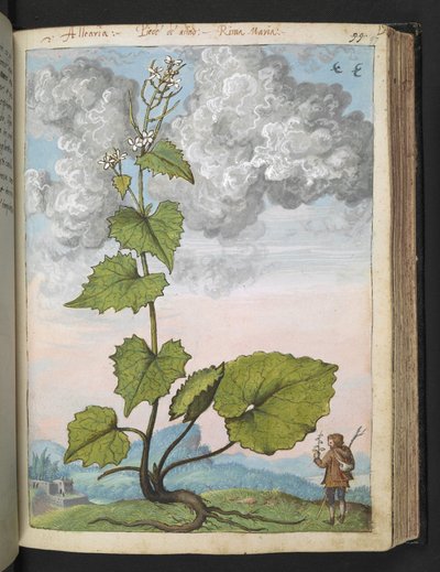 叶柄万年青白色花瓣的高大植物。选自 Gherardo Cibo 的 "罗马国家的植物画"，Add MS 22333，f097r，约 1564-84 年（纸面水彩和水粉画） 作者 赫拉尔多·西博