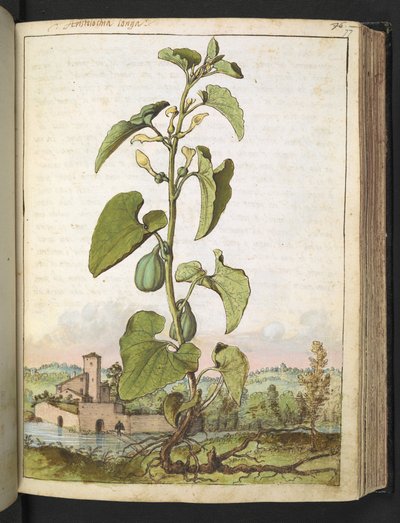马兜铃，选自 Gherardo Cibo 的 "罗马国家的植物画"，Add MS 22333，f077r，约 1564-84 年（纸面水彩和水粉画）。 作者 赫拉尔多·西博