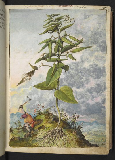 Asclepias，选自 Gherardo Cibo 的 "罗马国家植物画"，Add MS 22333，f027r，约 1564-84 年（纸面水彩和水粉画） 作者 赫拉尔多·西博