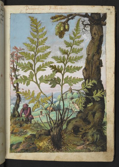 Asplenium adianthum nigrum，选自 Gherardo Cibo 的 "罗马国家植物画作"，Add MS 22333，f018r，约 1564-84 年（纸面水彩和水粉画）。 作者 赫拉尔多·西博