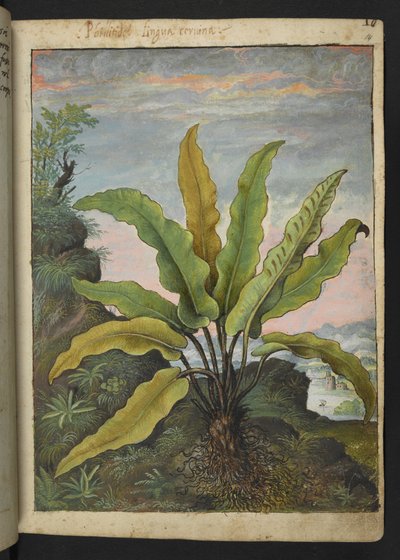 Asplenium scolopendrium，选自 Gherardo Cibo 的 "罗马国家植物画作"，Add MS 22333，f014r，约 1564-84 年（纸面水彩和水粉画）。 作者 赫拉尔多·西博