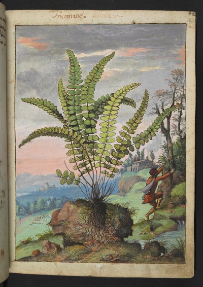 Asplenium trichomanes，选自 Gherardo Cibo 的 "罗马国家植物画作"，Add MS 22333，f016r，约 1564-84 年（纸面水彩和水粉画）。 作者 赫拉尔多·西博