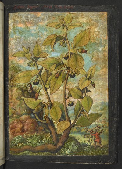 Atropa belladonna 或 Atropa bella-donna，选自 Gherardo Cibo 的 "罗马各州的植物画"，Add MS 22333，f005r，约 1564-84 年（纸面水彩和水粉画）。 作者 赫拉尔多·西博