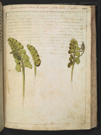 Botrychium lunaria（蕨类植物），选自 Gherardo Cibo 的 "罗马国家植物画"，Add MS 22333，f149r，约 1564-84 年（纸面水彩和水粉画） 作者 赫拉尔多·西博