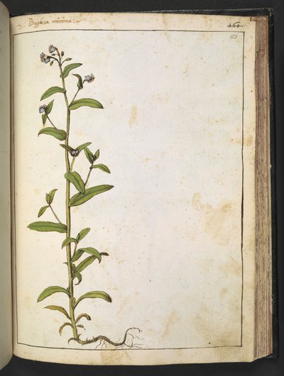 Buglossa, Anchusa azurea (Loddon Royalist)，选自 Gherardo Cibo 的 "罗马国家植物画"，Add MS 22333，f153r，约 1564-84 年（纸面水彩和水粉画）。 作者 赫拉尔多·西博