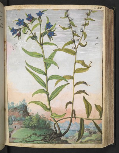 Buglossoides purpurocaerulea，选自 Gherardo Cibo 的 "罗马国家植物画作"，Add MS 22333，f061r，约 1564-84 年（纸面水彩和水粉画）。 作者 赫拉尔多·西博