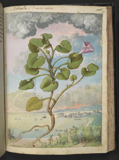 Calystegia soldanella，选自 Gherardo Cibo 的 "罗马各州的植物画"，Add MS 22333，f150r，约 1564-84 年（纸面水彩和水粉画）。 作者 赫拉尔多·西博