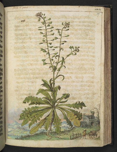 Capsella bursa-pastoris，选自 Gherardo Cibo 的 "罗马各州的植物画"，Add MS 22333，f119r，约 1564-84 年（纸面水彩和水粉画）。 作者 赫拉尔多·西博