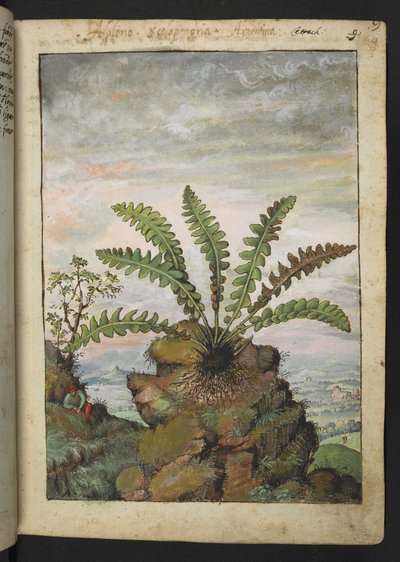 Ceterach officinarum，选自 Gherardo Cibo 的 "罗马各州的植物画"，Add MS 22333，f013r，约 1564-84 年（纸面水彩和水粉画）。 作者 赫拉尔多·西博