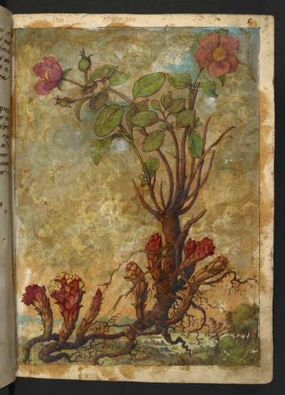 Cytinus hypocistis，选自 Gherardo Cibo 的 "罗马各州花卉画"，Add MS 22333，f009r，约 1564-84 年（纸面水彩和水粉画）。 作者 赫拉尔多·西博