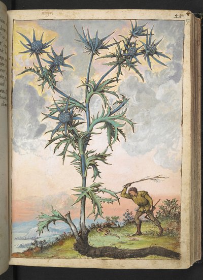 Eryngium maritimum，选自 Gherardo Cibo 的 "罗马各州的植物画"，Add MS 22333，f047r，约 1564-84 年（纸面水彩和水粉画）。 作者 赫拉尔多·西博