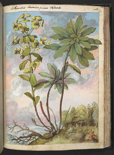Euphorbia amygdaloises 或 Euphorbia characias，选自 Gherardo Cibo 的 "罗马国家植物画"，Add MS 22333，f154r，约 1564-84 年（纸面水彩和水粉画）。 作者 赫拉尔多·西博