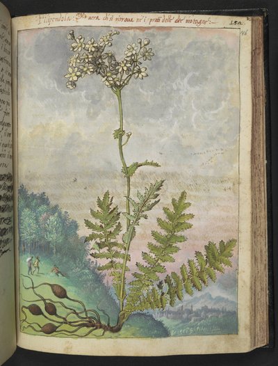Filipendula vulgari，选自 Gherardo Cibo 的 "罗马各州的植物画"，Add MS 22333，f146r，约 1564-84 年（纸面水彩和水粉画）。 作者 赫拉尔多·西博