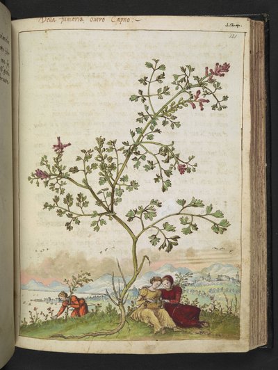 Fumaria gaillardotii，选自 Gherardo Cibo 的 "罗马各州的植物画"，Add MS 22333，f121r，约 1564-84 年（纸面水彩和水粉画）。 作者 赫拉尔多·西博