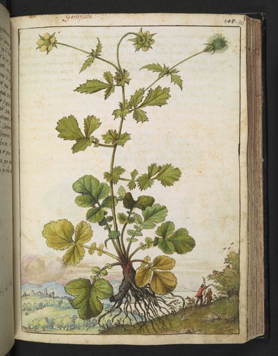 Geum urbanum，选自 Gherardo Cibo 的 "罗马国家植物画"，Add MS 22333，f103r，约 1564-84 年（纸面水彩和水粉画）。 作者 赫拉尔多·西博