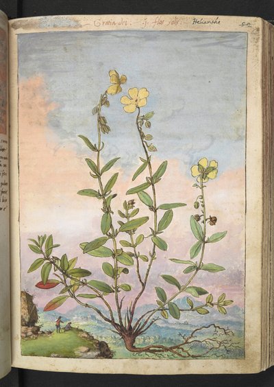 Helianthemum nummularium，选自 Gherardo Cibo 的 "罗马国家植物画"，Add MS 22333，f055r，约 1564-84 年（纸面水彩和水粉画）。 作者 赫拉尔多·西博