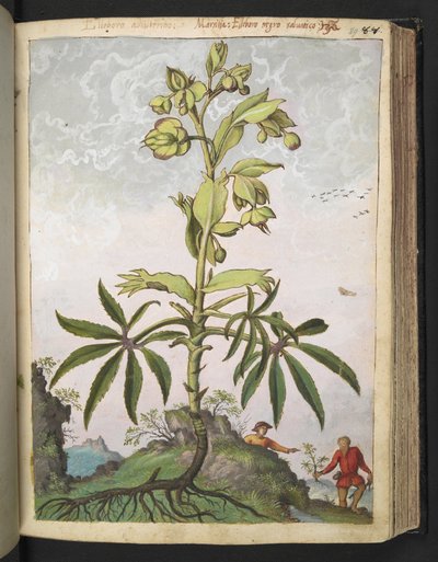 Helleborus foetidus，选自 Gherardo Cibo 的 "罗马各州的植物画"，Add MS 22333，f089r，约 1564-84 年（纸面水彩和水粉画）。 作者 赫拉尔多·西博