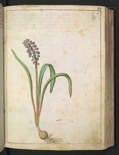 Hyacinthus，选自 Gherardo Cibo 的 "罗马各州的花卉画"，Add MS 22333，f060r，约 1564-84 年（纸面水彩和水粉画） 作者 赫拉尔多·西博