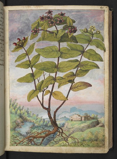 金丝桃，选自 Gherardo Cibo 的 "罗马各州的植物画"，Add MS 22333，f034r，约 1564-84 年（纸面水彩和水粉画）。 作者 赫拉尔多·西博