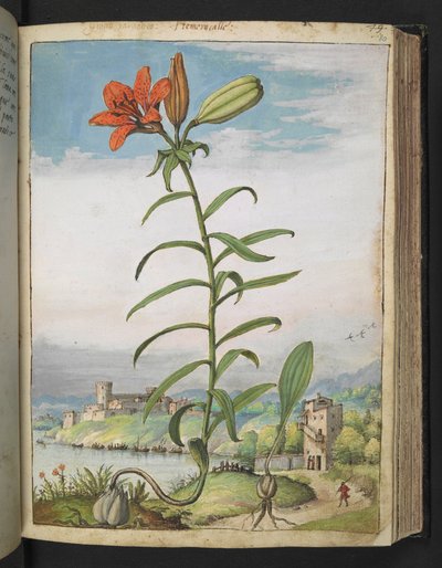 百合花：红色花瓣的植物，选自 Gherardo Cibo 的 "罗马国家植物画"，Add MS 22333，f080r，约 1564-84 年（纸面水彩和水粉画） 作者 赫拉尔多·西博