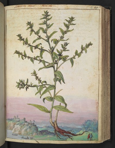 LITOSPERMUM OFFICINALE，选自 Gherardo Cibo 的 "罗马国家植物画"，Add MS 22333，f062r，约 1564-84 年（纸面水彩和水粉画）。 作者 赫拉尔多·西博