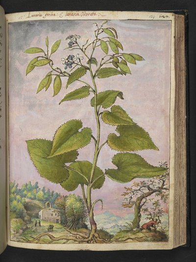 Lunaria redivivia，选自 Gherardo Cibo 的 "罗马各州的植物画"，Add MS 22333，f124r，约 1564-84 年（纸面水彩和水粉画）。 作者 赫拉尔多·西博