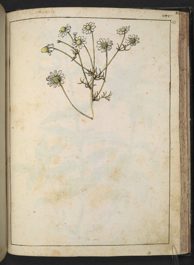洋甘菊（Matricaria chamomilla），选自 Gherardo Cibo 的 "罗马各州的植物画"，Add MS 22333，f163r，约 1564-84 年（纸面水彩和水粉画） 作者 赫拉尔多·西博