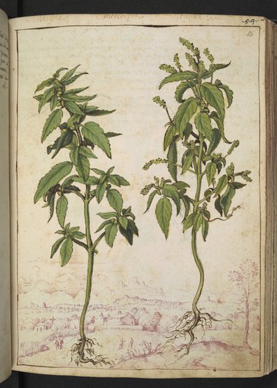 Mercurialis annua，选自 Gherardo Cibo 的 "罗马各州的植物画"，Add MS 22333，f056r，约 1564-84 年（纸质水彩和水粉画） 作者 赫拉尔多·西博