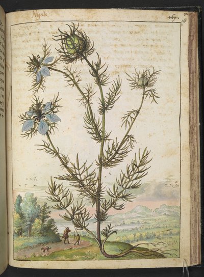 Nigella damascena，选自 Gherardo Cibo 的 "罗马国家的植物画"，Add MS 22333，f161r，约 1564-84 年（纸面水彩和水粉画） 作者 赫拉尔多·西博