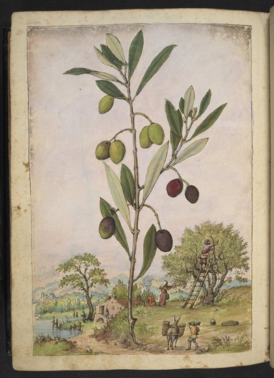 Olea europaea（橄榄树），选自 Gherardo Cibo 的 "罗马各州的植物画"，Add MS 22333，f181v，约 1564-84 年（纸面水彩和水粉画） 作者 赫拉尔多·西博