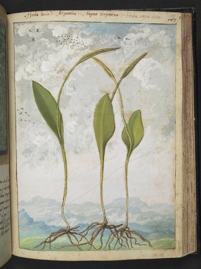 Ophioglossum vulgatum，选自 Gherardo Cibo 的 "罗马国家植物画"，Add MS 22333，f137r，约 1564-84 年（纸面水彩和水粉画）。 作者 赫拉尔多·西博
