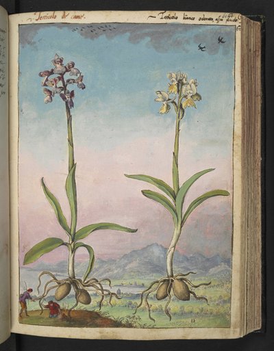 苍兰：两种开花植物，选自 Gherardo Cibo 的 "罗马国家植物画"，Add MS 22333，f064r，约 1564-84 年（纸面水彩和水粉画） 作者 赫拉尔多·西博