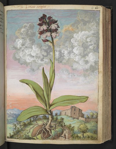 Orchis serapias，选自 Gherardo Cibo 的 "罗马国家植物画"，Add MS 22333，f063r，约 1564-84 年（纸面水彩和水粉画）。 作者 赫拉尔多·西博