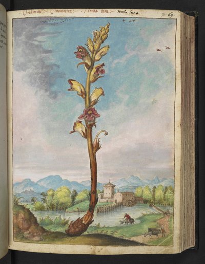 Orobanche gracilis，选自 Gherardo Cibo 的 "罗马各州的植物画"，Add MS 22333，f070r，约 1564-84 年（纸面水彩和水粉画）。 作者 赫拉尔多·西博