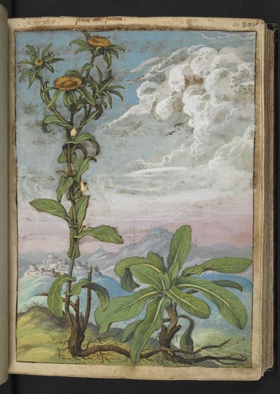 Pallenis spinosa，选自 Gherardo Cibo 的 "罗马各州的植物画"，Add MS 22333，f040r，约 1564-84 年（纸面水彩和水粉画）。 作者 赫拉尔多·西博