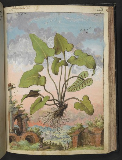 Phyllitis hemionitis，选自 Gherardo Cibo 的 "罗马各州的植物画"，Add MS 22333，f143r，约 1564-84 年（纸面水彩和水粉画）。 作者 赫拉尔多·西博