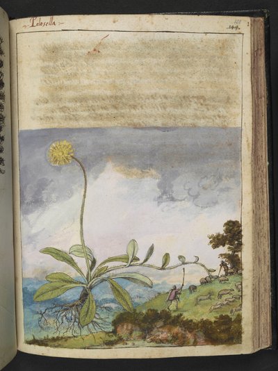 Pilosella officinarum，选自 Gherardo Cibo 的 "罗马各州的植物画"，Add MS 22333，f138r，约 1564-84 年（纸面水彩和水粉画）。 作者 赫拉尔多·西博