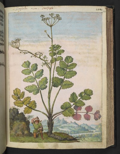 Pimpinella major，选自 Gherardo Cibo 的 "Paintings of Flora of the Roman States"，Add MS 22333，f100r，约 1564-84 年（纸面水彩和水粉画）。 作者 赫拉尔多·西博