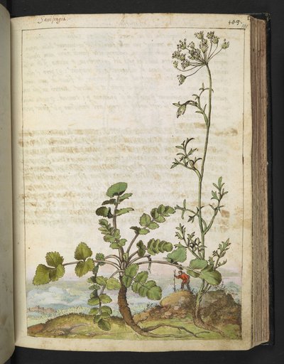 Pimpinella saxifraga，选自 Gherardo Cibo 的 "罗马国家植物画"，Add MS 22333，f101r，约 1564-84 年（纸面水彩和水粉画）。 作者 赫拉尔多·西博
