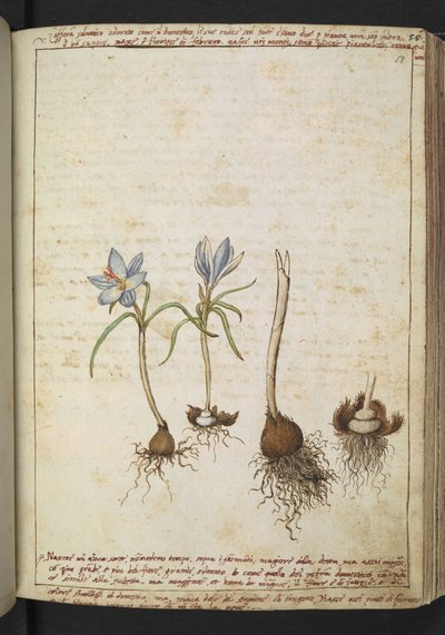 蓝色花朵间的植物，选自 Gherardo Cibo 的 "罗马国家的植物画"，Add MS 22333，f058r，约 1564-84 年（纸面水彩和水粉画） 作者 赫拉尔多·西博