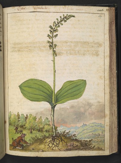 可能是 Ophrys apifera（蜂兰），选自 Gherardo Cibo 的 "罗马国家的植物画"，Add MS 22333，f139r，约 1564-84 年（纸面水彩和水粉画） 作者 赫拉尔多·西博