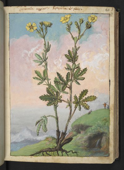 Potentilla recta：开黄花的植物，选自 Gherardo Cibo 的 "罗马国家植物画作"，Add MS 22333，f039r，约 1564-84 年（纸面水彩和水粉画）。 作者 赫拉尔多·西博