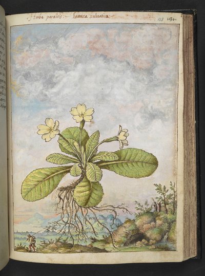 报春花，选自 Gherardo Cibo 的 "罗马各州的花卉画"，Add MS 22333，f128r，约 1564-84 年（纸面水彩和水粉画）。 作者 赫拉尔多·西博