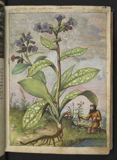 Pulmonaria officinalis，选自 Gherardo Cibo 的 "罗马各州的植物画"，Add MS 22333，f028r，约 1564-84 年（纸面水彩和水粉画）。 作者 赫拉尔多·西博